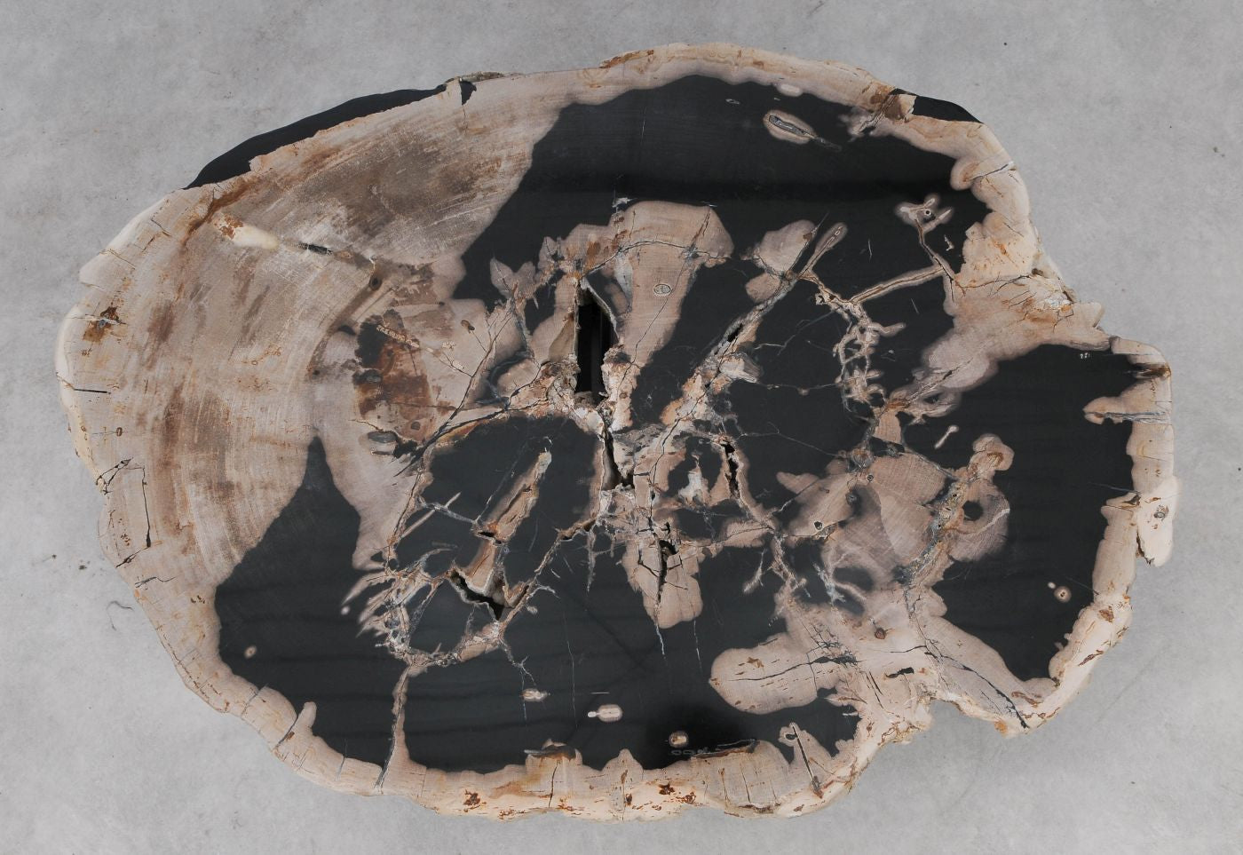 Lastra per tavolino in legno pietrificato - 53280