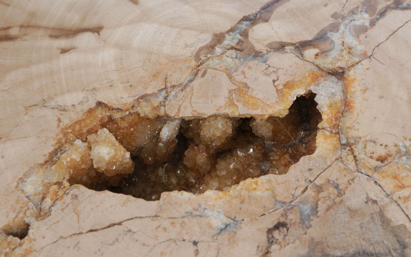 Lastra per tavolino in legno pietrificato - 55147