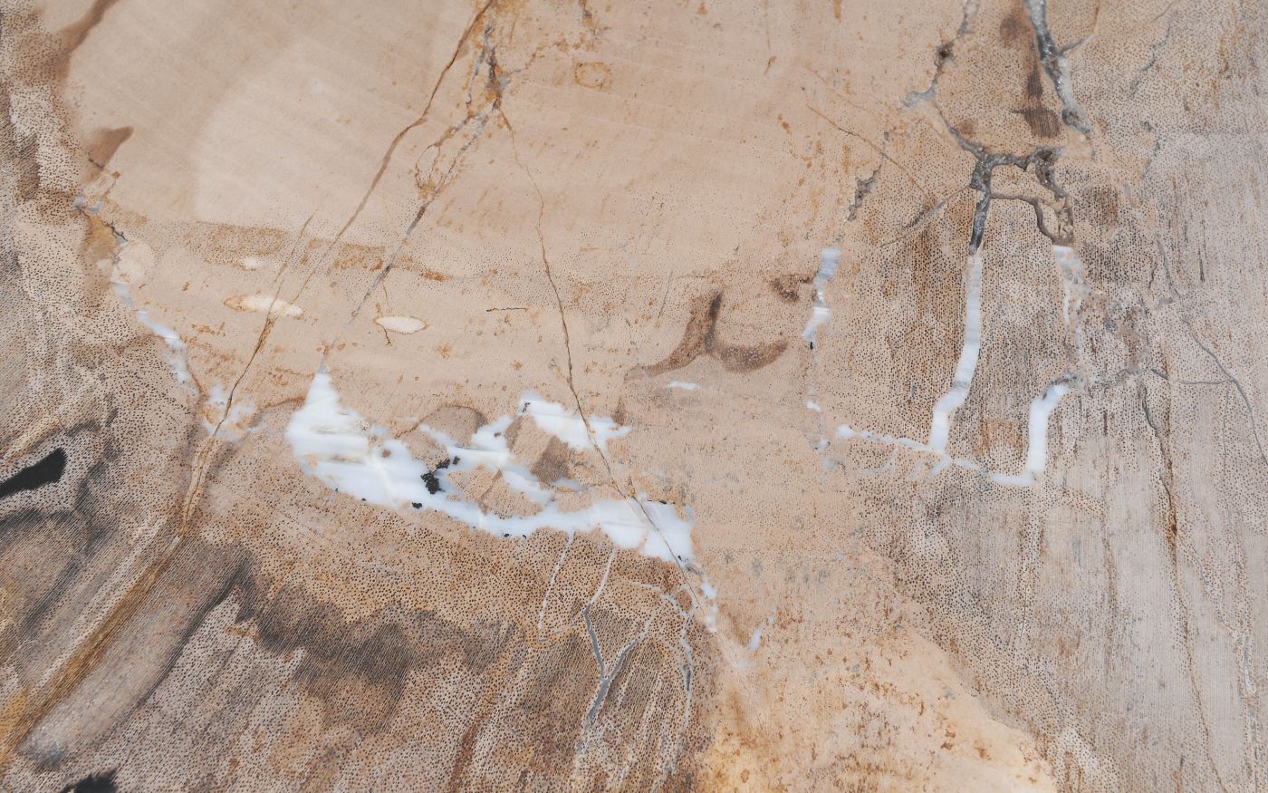 Lastra per tavolino in legno pietrificato - 55147