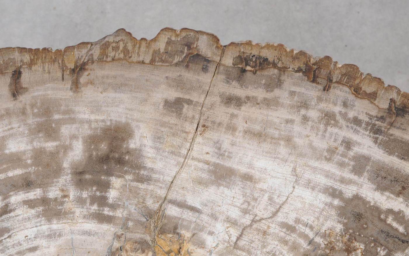 Lastra per tavolino in legno pietrificato - 55234